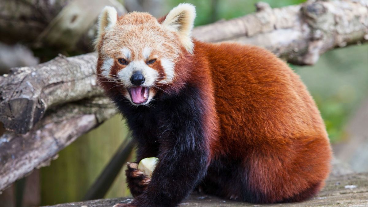 Firefox