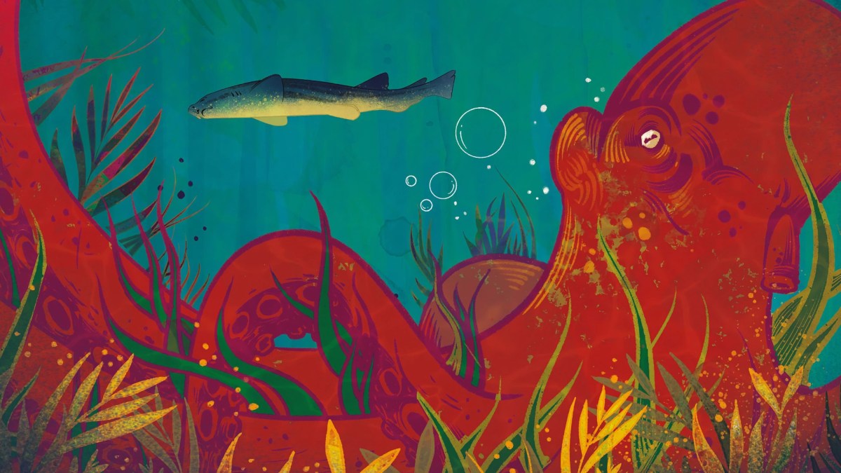 Kelp