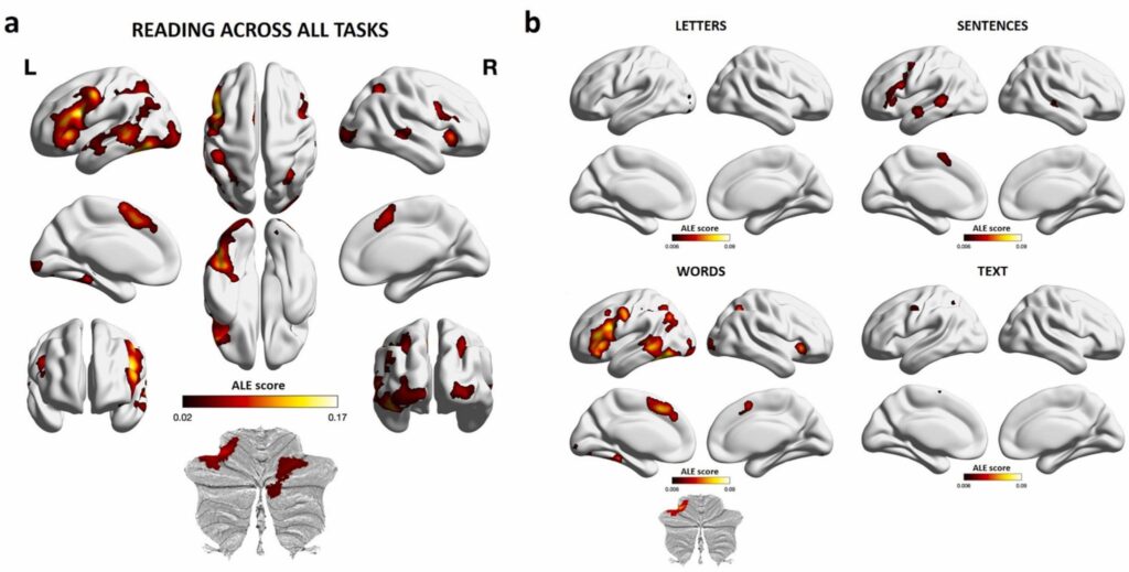 Le cerveau réagit différemment selon ce qu'on lit. // Source : Neuroscience & Biobehavioral Reviews