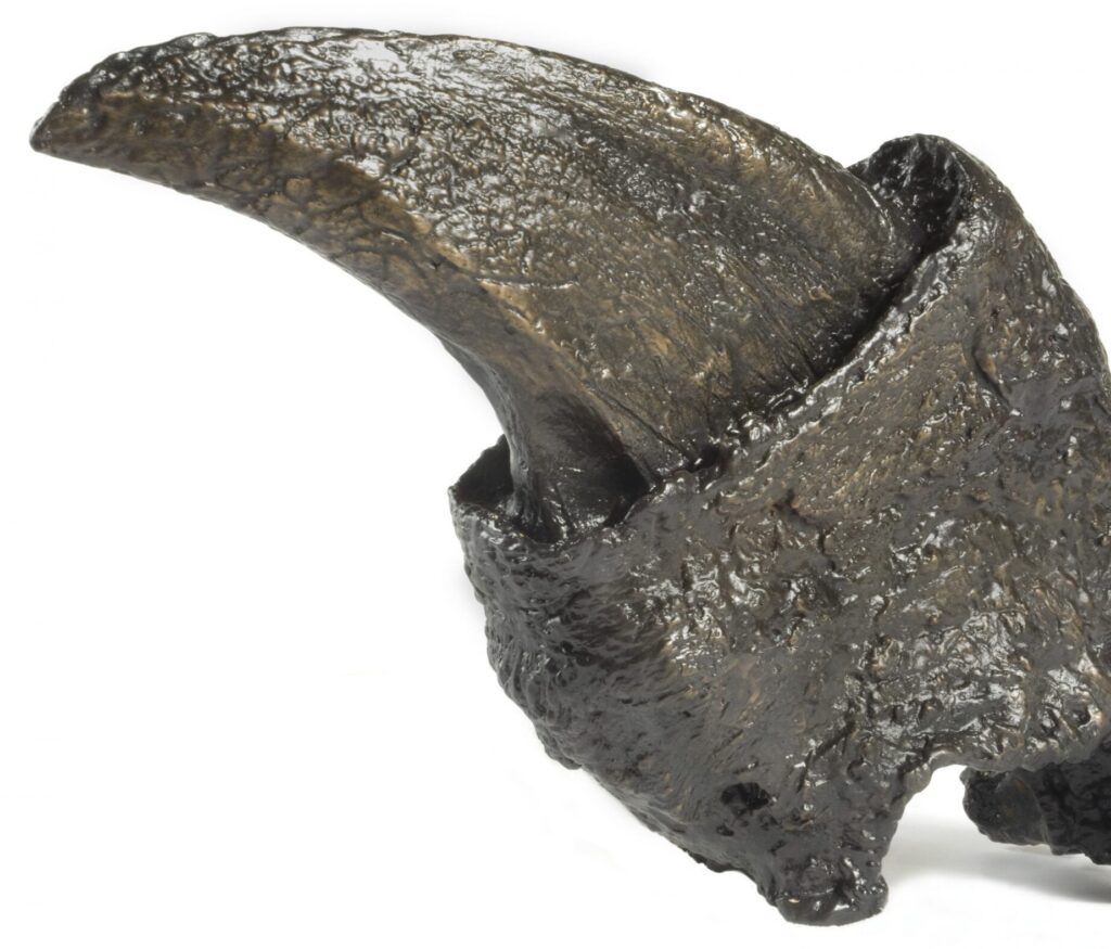 Le Megatherium avait des griffes immenses. // Source : Eric Zamora / Florida Museum