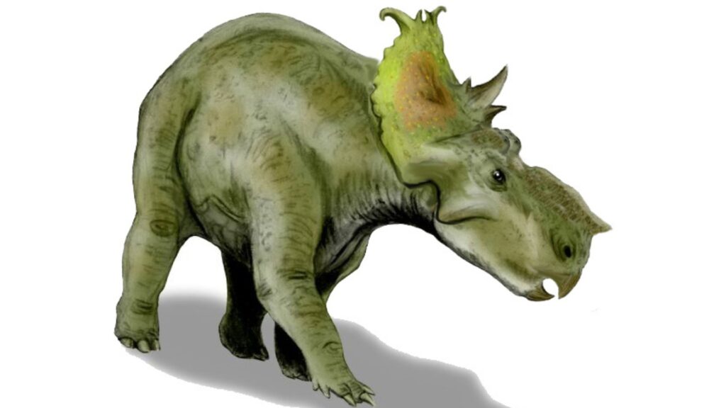 Représentation artistique du pachyrhinosaurus. // Source : Nobu Tamura / CC.BY.3.0 Représentation artistique du pachyrhinosaurus. // Source : Nobu Tamura / CC.BY.3.0