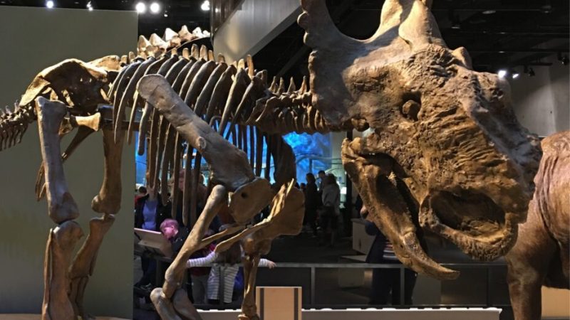 Le mystère de la « rivière de la mort » : pourquoi tant de dinosaures sont-ils morts en même temps ?