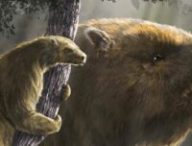 Source : Diego Barletta / Florida Museum