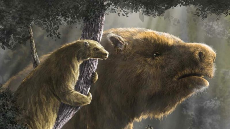 Pourquoi les paresseux géants se sont-ils éteints si brutalement ?