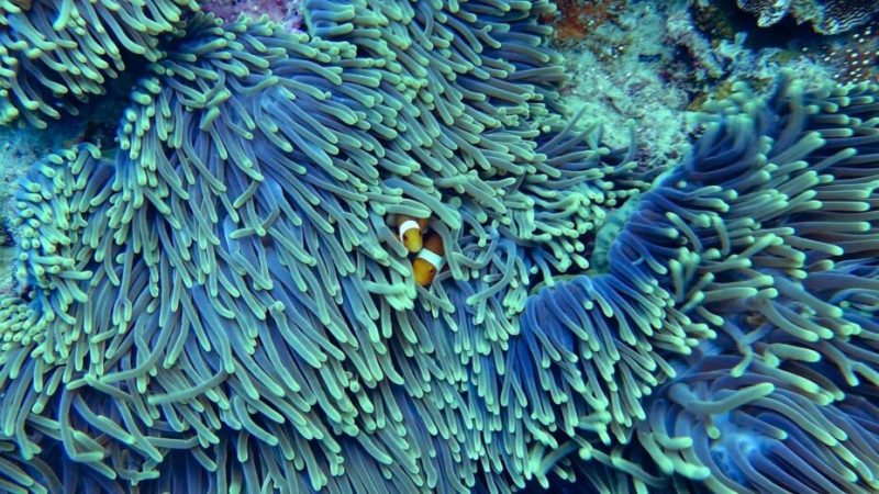 Des scientifiques gèlent les coraux pour les garder en vie « indéfiniment »