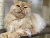 un chat ayant participé à l'étude // Source : Fourni par le propriétaire - KyotoU / Maruyama lab