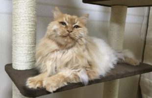 un chat ayant participé à l'étude // Source : Fourni par le propriétaire - KyotoU / Maruyama lab