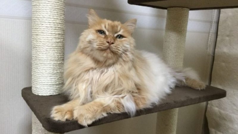 Le secret du ronronnement des chats se cache dans leur ADN