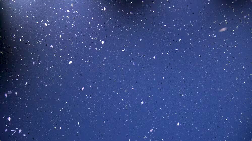 neige marine