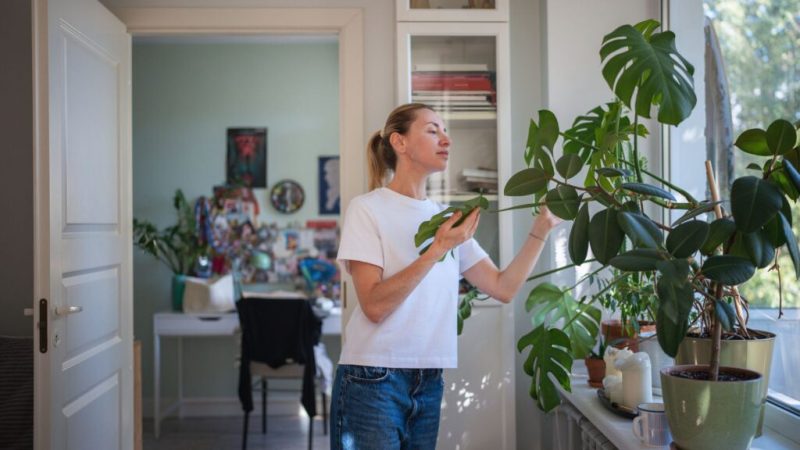 Voici 7 plantes capables de vraiment rafraîchir votre intérieur quand il fait chaud