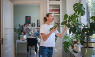 Les plantes peuvent aider à rafraichir un logement. // Source : Envato Les plantes peuvent aider à rafraichir un logement. // Source : Envato