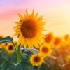 C'est l'été ! // Source : Canva