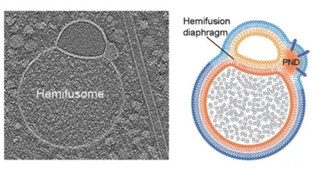 Cryo-electronic tomography (left) and the corresponding diagram (right) highlight the distinctive structure of a hemifusoma, where two vesicular membranes connect by a hemifusion diaphragm // Source: University of Virginia