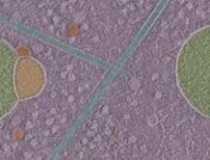 Une image de tomographie cryo-électronique montrant deux hémifusomes // Source : University of Virginia