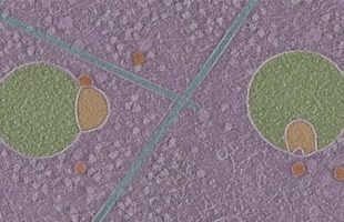 Une image de tomographie cryo-électronique montrant deux hémifusomes // Source : University of Virginia