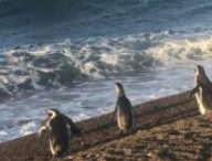 Un petit groupe de pingouins de Magellan (Spheniscus magellanicus) se préparant à se lancer dans un voyage de recherche de nourriture à l'interface de la mer et d'une plage de galets escarpée de la Patagonie côtière. // Source : Richard Gunner