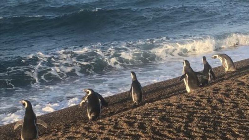 Les manchots surfent sur la vague pour rentrer chez eux en économisant de l’énergie