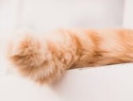 Une queue de chat. // Source : Canva