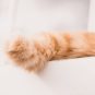 Une queue de chat. // Source : Canva