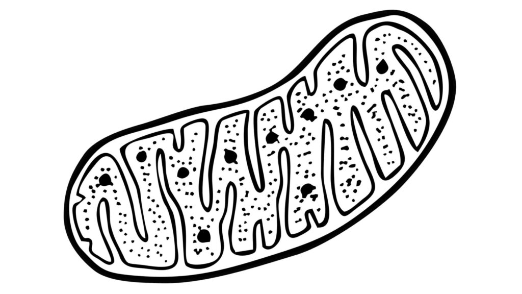 Dessin d'une mitochondrie // Source : Pixabay_envandrare