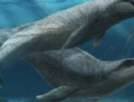 Un baleineau et sa mère Janjucetus dullardi nageant dans les eaux peu profondes au large de Victoria, il y a 25 millions d'années // Source : Ruairidh Duncan