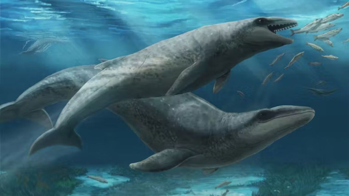 Un baleineau et sa mère Janjucetus dullardi nageant dans les eaux peu profondes au large de Victoria, il y a 25 millions d'années // Source : Ruairidh Duncan