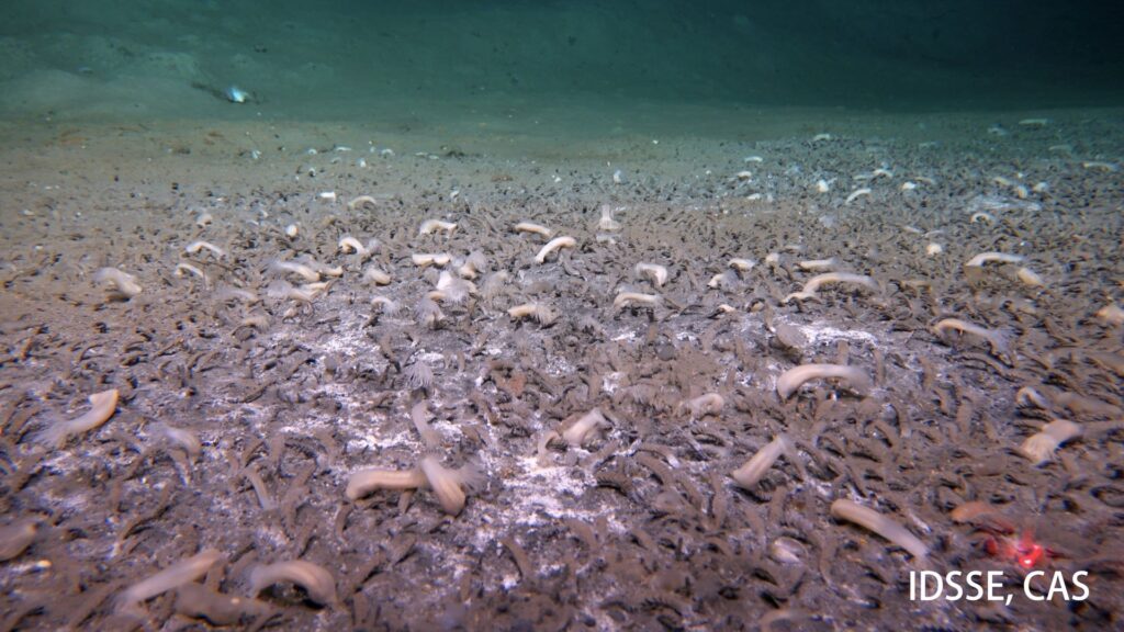 Les polychètes vivant dans le tube sont dominants à 6870 m au plus profond des Aléoutiens, avec des taches de tapis microbiens blancs // Source : Institut des sciences et de l'ingénierie des fonds de mer, CAS (IDSSE, CAS) Les polychètes vivant dans le tube sont dominants à 6870 m au plus profond des Aléoutiens, avec des taches de tapis microbiens blancs // Source : Institut des sciences et de l'ingénierie des fonds de mer, CAS (IDSSE, CAS)