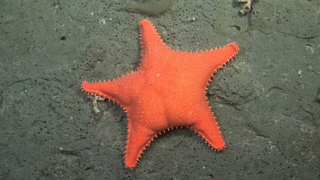L'étoile de mer (Hippasteria phrygiana) : l'une des espèces observées et devenue emblématique de la campagne dans le canyon sous-marin de Mar del Plata // Source : ROV SuBastian / Schmidt Ocean Institute. L'étoile de mer (Hippasteria phrygiana) : l'une des espèces observées et devenue emblématique de la campagne dans le canyon sous-marin de Mar del Plata // Source : ROV SuBastian / Schmidt Ocean Institute.