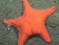 L'étoile de mer (Hippasteria phrygiana) : l'une des espèces observées et devenue emblématique de la campagne dans le canyon sous-marin de Mar del Plata // Source : ROV SuBastian / Schmidt Ocean Institute.