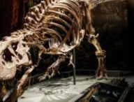 Squelette d'un Tyrannosaurus rex découvert à Murray Ranch, Montana, États-Unis // Source : Naturalis Biodiversity Center