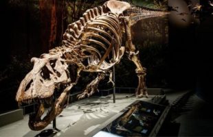 Squelette d'un Tyrannosaurus rex découvert à Murray Ranch, Montana, États-Unis // Source : Naturalis Biodiversity Center
