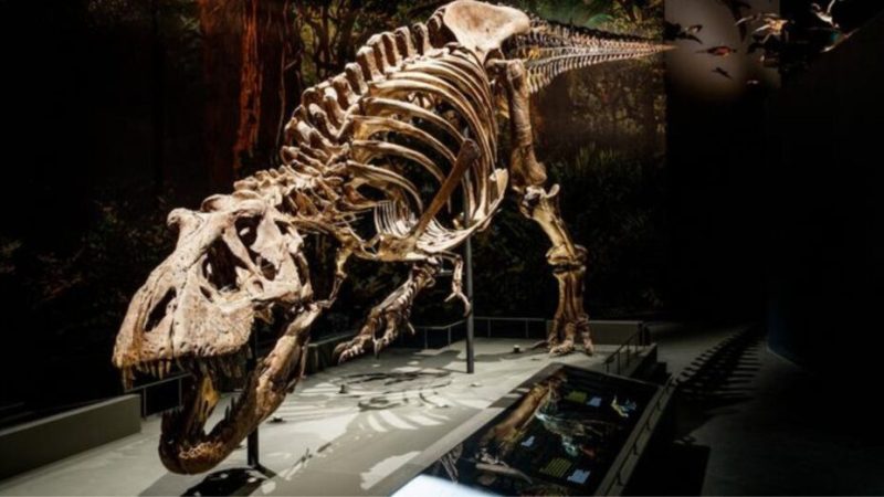 Comment était la vie il y a 150 millions d’années ? Le secret était caché dans des dents de dinosaures