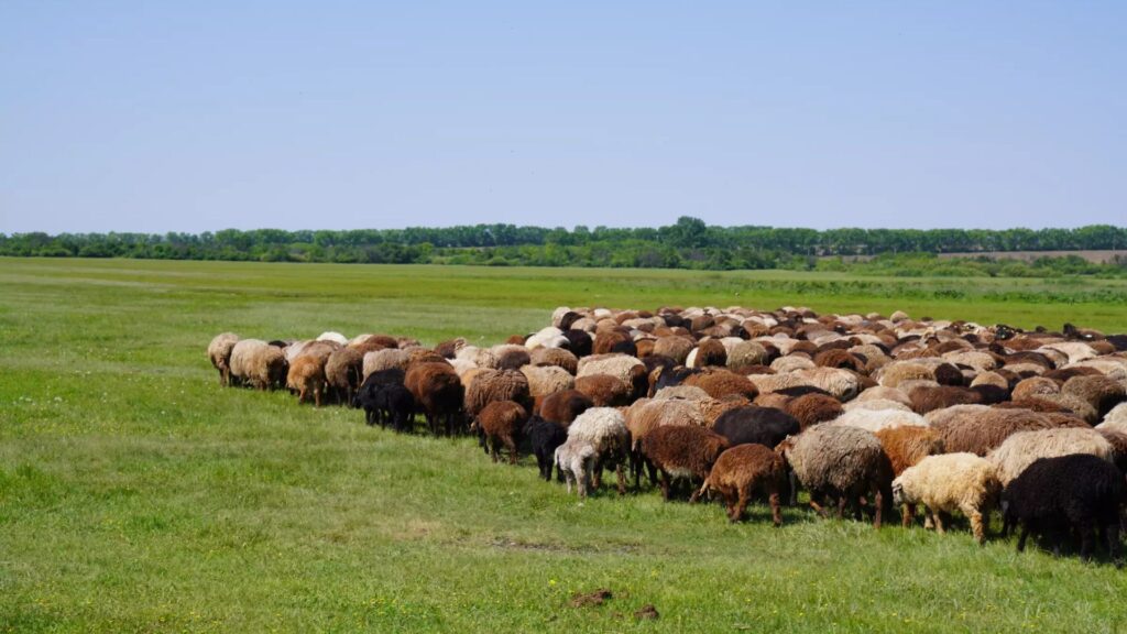 Un troupeau de moutons broute dans un paysage steppique du sud de l'Oural, près d'Arkaim, où des bergers auraient géré des troupeaux similaires il y a 4 000 ans. // Source : Taylor Hermes