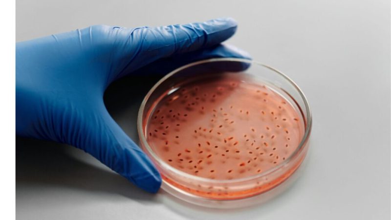 Comment les bactéries miroir sont devenues un sujet d’alerte