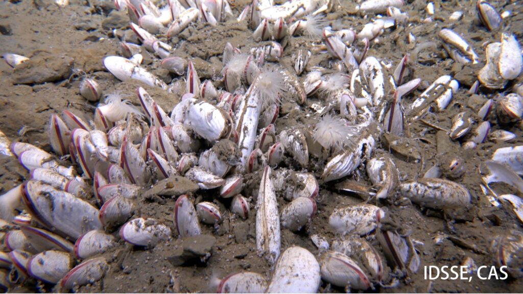 Agrégation dense de bivalves vésicomyides dans le sédiment à 5743 mètres à Clam Bed. // Source : Institut des sciences et de l'ingénierie des fonds de mer, CAS (IDSSE, CAS) Agrégation dense de bivalves vésicomyides dans le sédiment à 5743 mètres à Clam Bed. // Source : Institut des sciences et de l'ingénierie des fonds de mer, CAS (IDSSE, CAS)