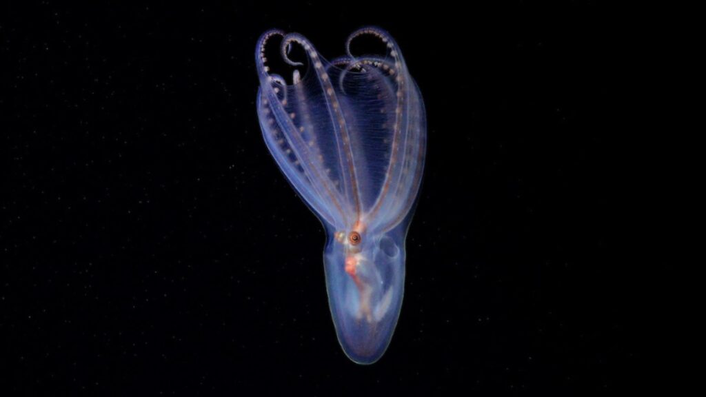 Une superbe pieuvre télescope (Amphitretus sp.) observée à 888 mètres de profondeur dans le canyon de Mar del Plata. // Source : ROV SuBastian / Schmidt Ocean Institute. Une superbe pieuvre télescope (Amphitretus sp.) observée à 888 mètres de profondeur dans le canyon de Mar del Plata. // Source : ROV SuBastian / Schmidt Ocean Institute.
