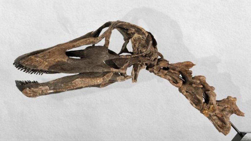 Crâne avec les dents d'un Kaatedocus siberi trouvé à Howe Ranch, Wyoming, États-Unis // Source : Sauriermuseum Aathal Crâne avec les dents d'un Kaatedocus siberi trouvé à Howe Ranch, Wyoming, États-Unis // Source : Sauriermuseum Aathal