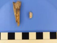 Une dent de mouton vieille de 4 000 ans // Source : Taylor Hermes