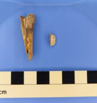 Une dent de mouton vieille de 4 000 ans // Source : Taylor Hermes