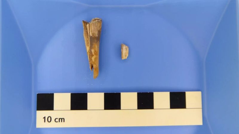 Incroyable découverte : cette dent de mouton vieille de 4 000 ans cache une bactérie mortelle