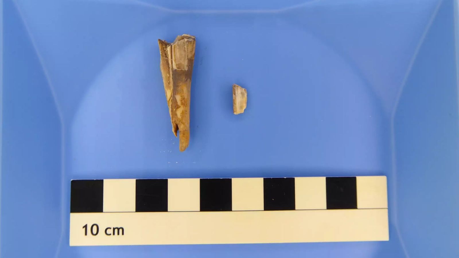 Incroyable dÃ©couverte : cette dent de mouton vieille de 4 000 ans cache une bactÃ©rie mortelle