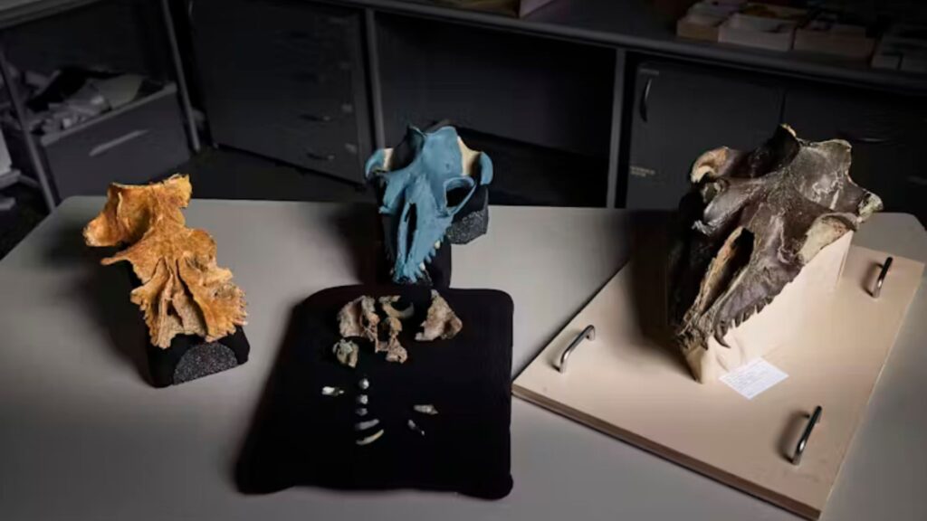 Crânes fossiles de baleines mammalodontidés (de gauche à droite) : Mammalodon colliveri , Janjucetus dullardi et Janjucetus hunderi // Source : Tom Breakwell, Museums Victoria.