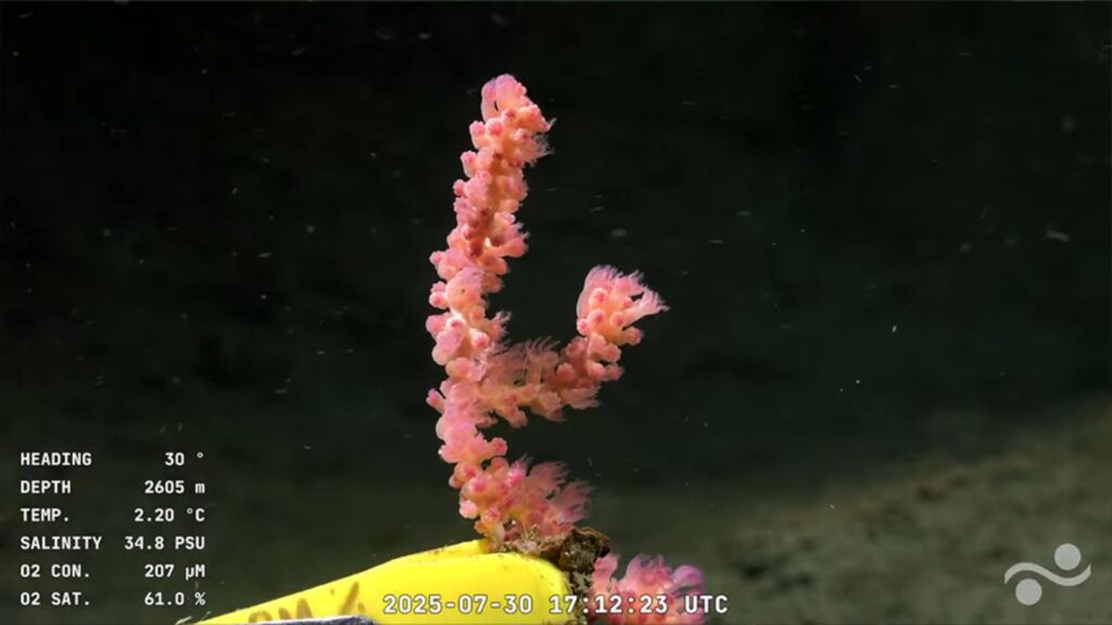 Image capturée par le ROV SuBastian // Source : CONICET Image capturée par le ROV SuBastian // Source : CONICET
