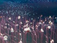 Plongée en zone hadale avec le sous-maarin Fendouzhe. Cette figure est créée pour représenter ces écosystèmes remarquables, formant une "rivière" de communautés chimiosynthétiques au fond de la tranchée hadal - peignant le fond de l'océan avec un kaléidoscope vivant de vitalité en haute mer // Source : Recoupée et agrandie_ Institut des sciences et de l'ingénierie des fonds de mer, CAS (IDSSE, CAS)