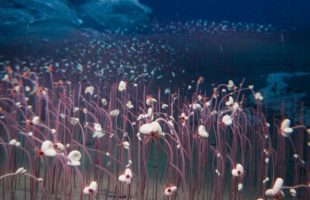Plongée en zone hadale avec le sous-maarin Fendouzhe. Cette figure est créée pour représenter ces écosystèmes remarquables, formant une "rivière" de communautés chimiosynthétiques au fond de la tranchée hadal - peignant le fond de l'océan avec un kaléidoscope vivant de vitalité en haute mer // Source : Recoupée et agrandie_ Institut des sciences et de l'ingénierie des fonds de mer, CAS (IDSSE, CAS)