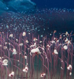 Plongée en zone hadale avec le sous-maarin Fendouzhe. Cette figure est créée pour représenter ces écosystèmes remarquables, formant une "rivière" de communautés chimiosynthétiques au fond de la tranchée hadal - peignant le fond de l'océan avec un kaléidoscope vivant de vitalité en haute mer // Source : Recoupée et agrandie_ Institut des sciences et de l'ingénierie des fonds de mer, CAS (IDSSE, CAS)