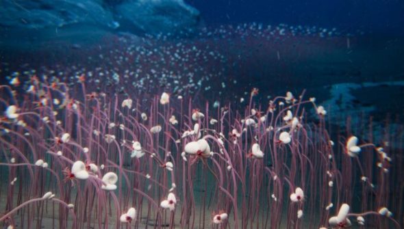 Plongée en zone hadale avec le sous-maarin Fendouzhe. Cette figure est créée pour représenter ces écosystèmes remarquables, formant une "rivière" de communautés chimiosynthétiques au fond de la tranchée hadal - peignant le fond de l'océan avec un kaléidoscope vivant de vitalité en haute mer // Source : Recoupée et agrandie_ Institut des sciences et de l'ingénierie des fonds de mer, CAS (IDSSE, CAS)