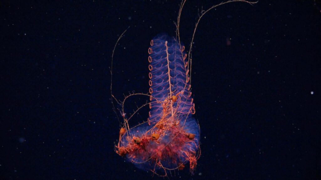 Un « siphonophore » observé à 1 250 mètres de profondeur : un animal carnivore qui produit de la bioluminescence dans l'obscurité de l'océan // Source : ROV SuBastian / Schmidt Ocean Institute. Un « siphonophore » observé à 1 250 mètres de profondeur : un animal carnivore qui produit de la bioluminescence dans l'obscurité de l'océan // Source : ROV SuBastian / Schmidt Ocean Institute.
