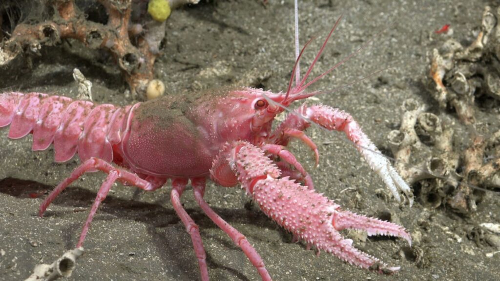 Un homard de Patagonie remarquable a été observé à 1 206 m de profondeur lors de l'étude. Les scientifiques doivent maintenant confirmer l'espèce. // Source : ROV SuBastian / Schmidt Ocean Institute. Un homard de Patagonie remarquable a été observé à 1 206 m de profondeur lors de l'étude. Les scientifiques doivent maintenant confirmer l'espèce. // Source : ROV SuBastian / Schmidt Ocean Institute.