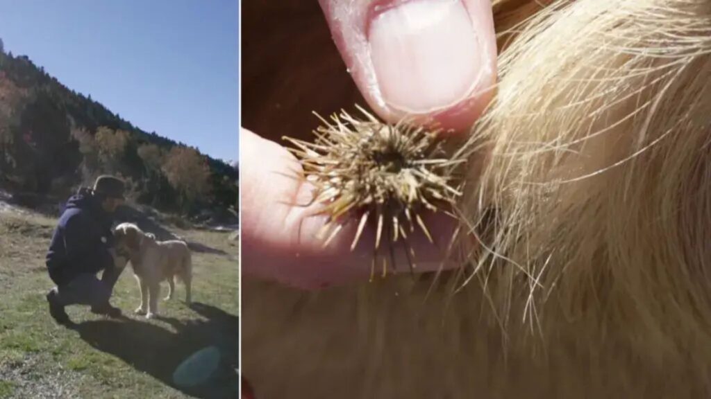 Zoom sur un bardane accroché à des poils de chien // Source : velcro.fr Zoom sur un bardane accroché à des poils de chien // Source : velcro.fr